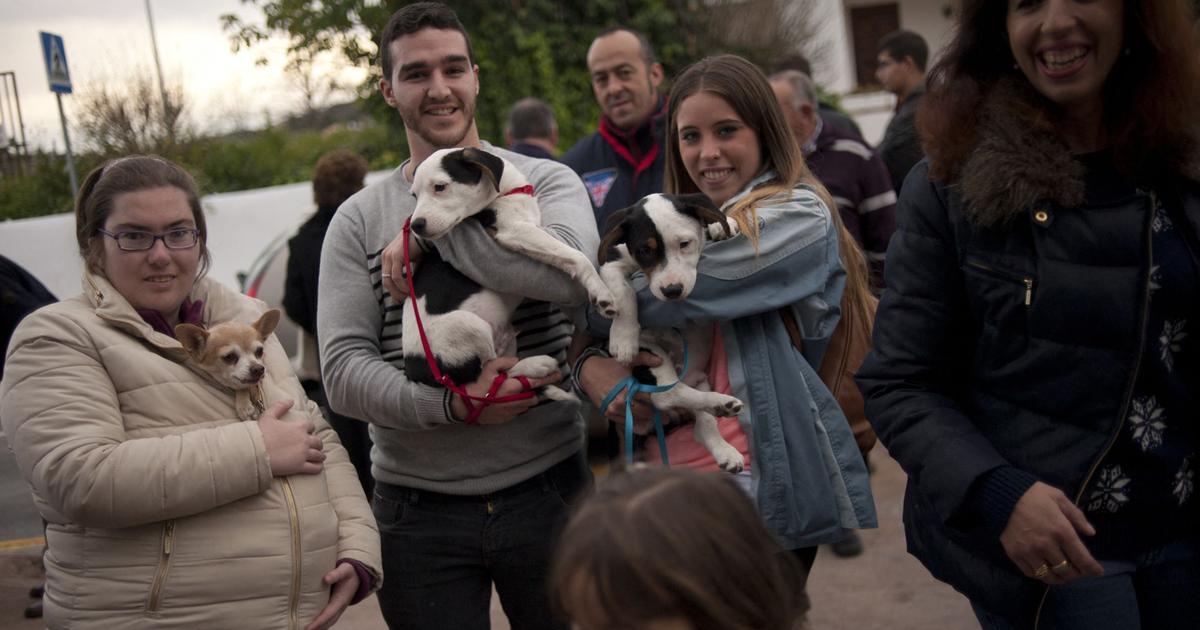 In Spain, when dogs take the place of children