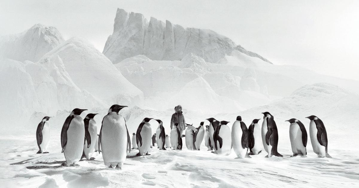 Notre critique de Voyage au pôle Sud: Luc Jacquet, la fièvre de l’Antarctique