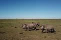 Arte s’intéresse aux rhinocéros, victimes méconnues du crime organisé