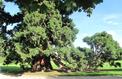 Le marcottage ou l’art de cloner les plantes du jardin