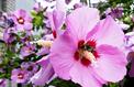 Jardin: quels arbustes planter dans la haie? 