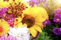 Comment garder son jardin fleuri tout l’automne
