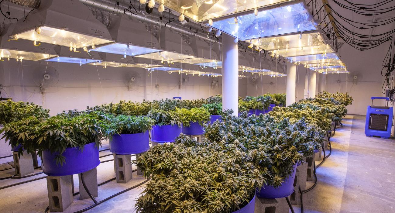 Plantation intérieure de cannabis à usage commercial.