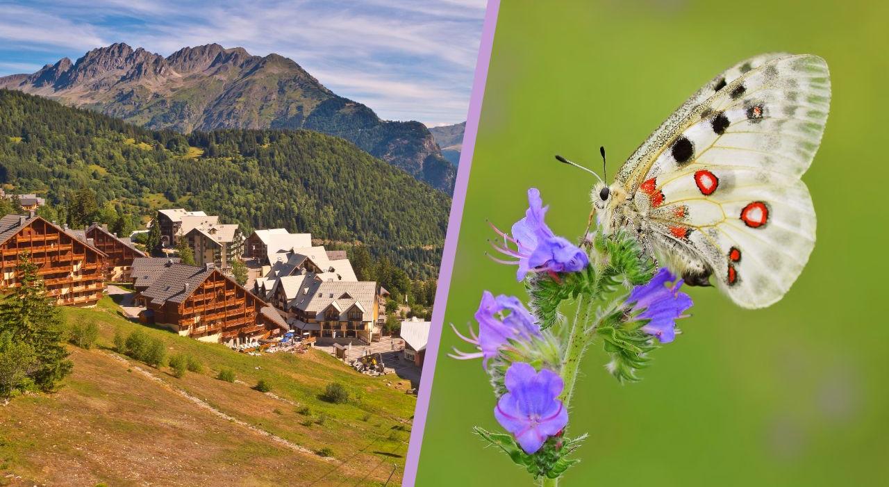 Sur 33.000 lits recensés à l’Alpe d’Huez, 23.000 appartiennent à des propriétaires privés et sont très peu loués. À droite, un papillon Apollon.