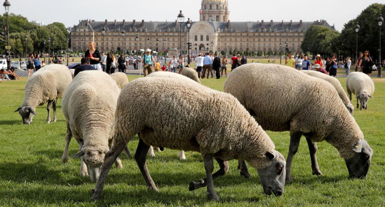 En plein cœur de Paris, des moutons friands de verdure <i>(photo prise le 17 juillet 2019 à l’occasion de la Grande transhumance)</i>.