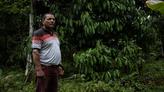 En Amazonie, comment troquer la culture illicite de la coca pour une forêt productive