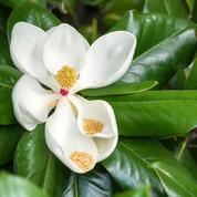 Magnolia à feuillage persistant, un trésor venu d’Amérique