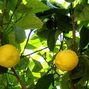 Citronnier, un agrume de plus en plus populaire
