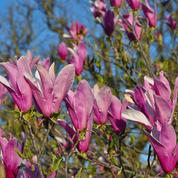Magnolias à feuillage caduc, le sacre du printemps