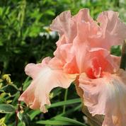 Iris des jardins, l’éphémère beauté