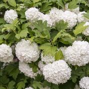 Viorne obier, de splendides inflorescences blanches