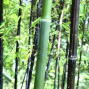 Avec quelles plantes le bambou noir s'harmonise-t-il le mieux?