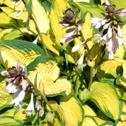 Hosta, des feuilles et des fleurs somptueuses