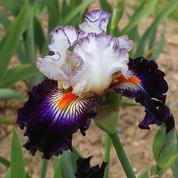 L'éclatante beauté des iris en fleur