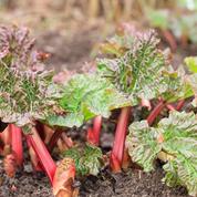 Compost: peut-on utiliser les feuilles de rhubarbe?