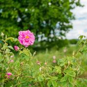 Planter des roses au jardin: les clés de la réussite