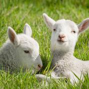 Testé sur des agneaux, l’utérus artificiel est peut-être né