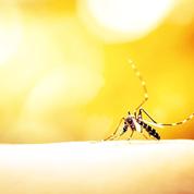 Virus et moustique, une histoire de couple