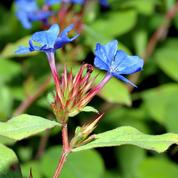 Plumbago de Chine, des fleurs au bleu intense