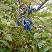 Decaisnea ou arbre aux haricots bleus
