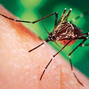 La Réunion craint une épidémie de dengue