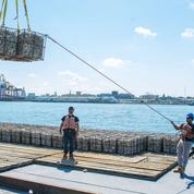 À New-York, les huîtres utilisées pour nettoyer le port