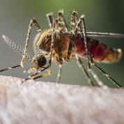 Des chercheurs veulent diminuer la motivation des moustiques à nous piquer