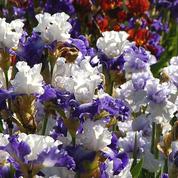 Sur la route éphémère des iris en fleur