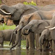 Le Botswana lève l’interdiction de la chasse aux éléphants