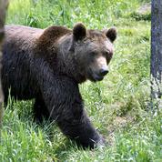 Une hécatombe de brebis relance le débat entre bergers et associations pro-ours
