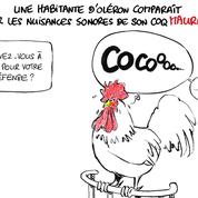 Le dessin d’Ixène: les nuisances du coq Maurice