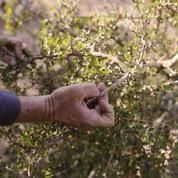 En Cisjordanie occupée, un fermier recrée les parfums portés par Cléopâtre ou les rois d’Israël