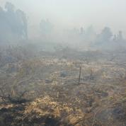 Nuage toxique, orangs-outans menacés: les conséquences des incendies en Indonésie