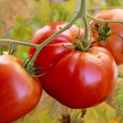 Un grossiste risque près de 300.000 euros pour avoir vendu de «fausses» tomates françaises