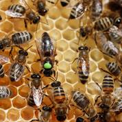 The World Bee Project vole aux secours des abeilles avec Oracle