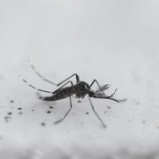 Les moustiques «modifiés», une fausse bonne idée?