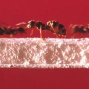 Les fourmis, championnes de la circulation sans embouteillage