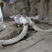 Les ossements de 14 mammouths découverts dans un gigantesque tombeau au Mexique