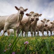 Les éleveurs bovins se convertissent à l’agriculture verte