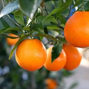 Oranger doux, la saveur de la Méditerranée