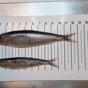 Pourquoi la taille des sardines a brusquement diminué 