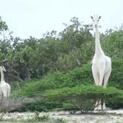 Girafe  [ji-ra-f’] n. f. Forme la plus élevée de la vie animale