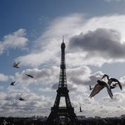 À Paris, on entend à nouveau le chant des oiseaux