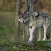 Les loups sont désormais présents sur les deux-tiers du territoire