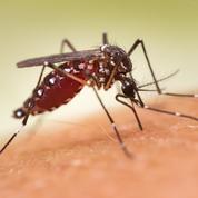 Pourquoi les moustiques des villes préfèrent le sang humain