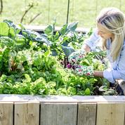 Quatre solutions pour bien cultiver ses légumes d’automne