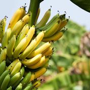 Le commerce équitable dopé par la banane