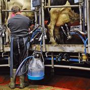 Un tiers des producteurs laitiers envisage de réduire ou d’arrêter leur production