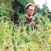 En Creuse, les plants de cannabis côtoient désormais le blé et les vaches