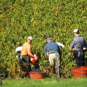 Avant les vendanges, les vignerons tentent de s’adapter aux règles sanitaires